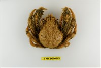 藏品(扁足蜘蛛蟹)的圖片